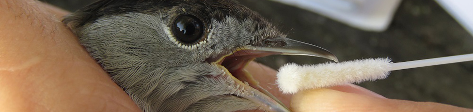 Eurasian Blackcap (Sylvia atricapilla)