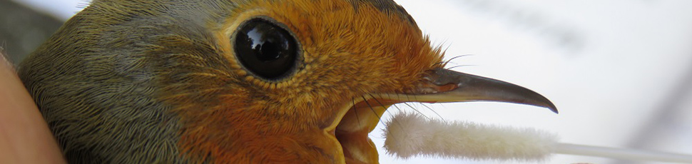 European Robin (Erithacus rubecula)